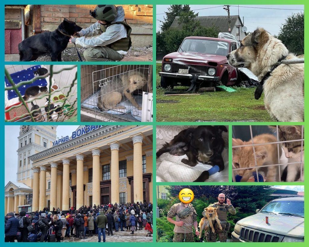 «Господи, не дай мне умереть, иначе кто их напоит»: судьба животных в Харькове