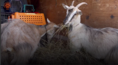 Как из Купянска эвакуировали четырех коз, двух собак, кота и хомяка (видео)