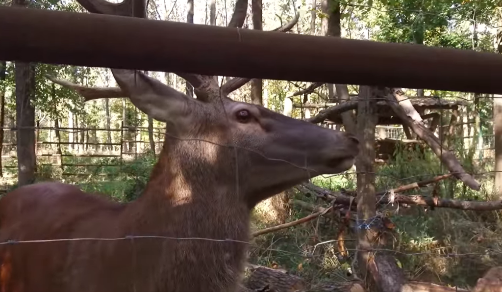 До харківського екопарку повернулися олені (відео)