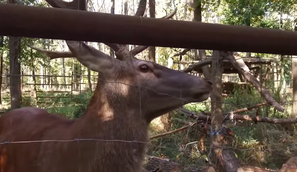 В харьковский экопарк вернулись олени (видео)