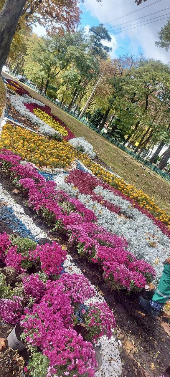 Хризантеми у Харкові - клумба