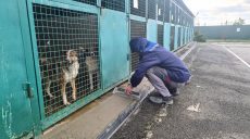 Опалювальний сезон у Харкові: до зими готують «будинки» безпритульних тварин