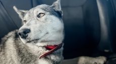 У Харкові патрульні повернули військовому пса, що загубився (фото)