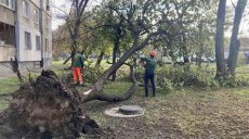 В Харькове вторые сутки убирают поваленные ураганом деревья (фото)