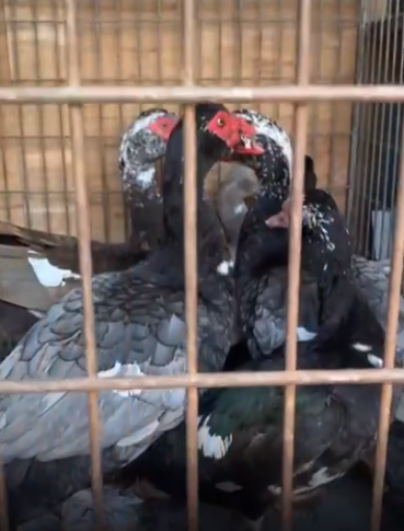 До Харкова з кордону із РФ вивезли курей, кіз, качок, котів й собак (відео)