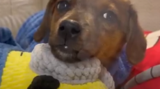 Харьковские волонтеры спасли щенка, которого «усыновил» комбат (видео)