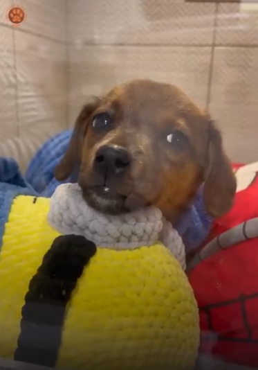 Харьковские волонтеры спасли щенка, которого «усыновил» комбат (видео)