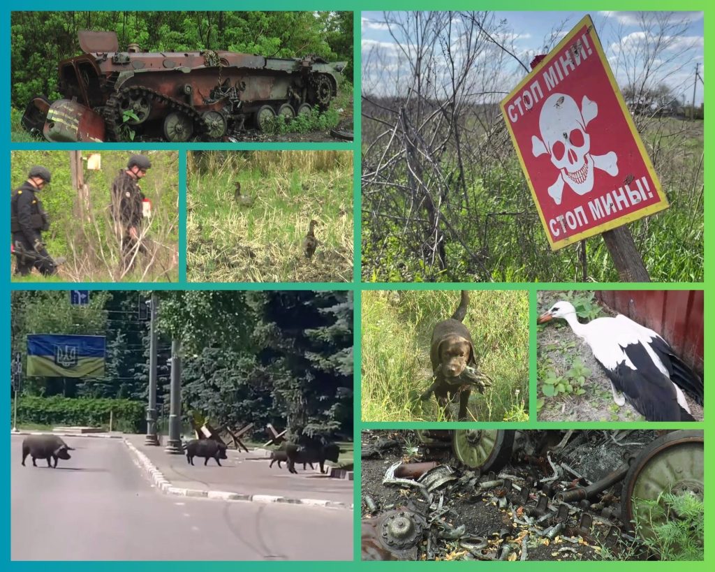 «Можем уже их не увидеть»: как война меняет мир диких зверей на Харьковщине