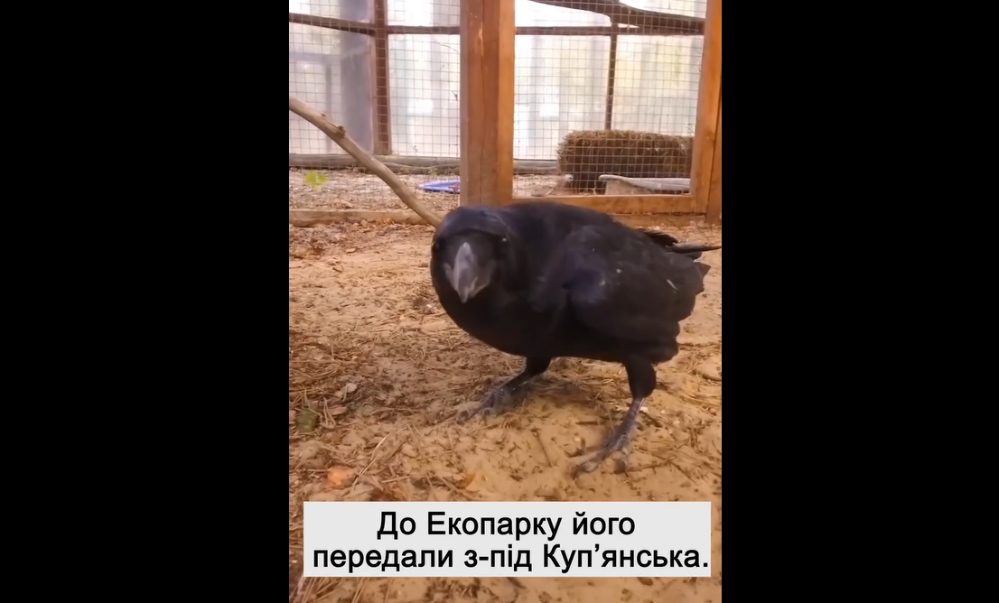 Под Купянском спасли Каркушу: теперь он живет в харьковском экопарке (видео)