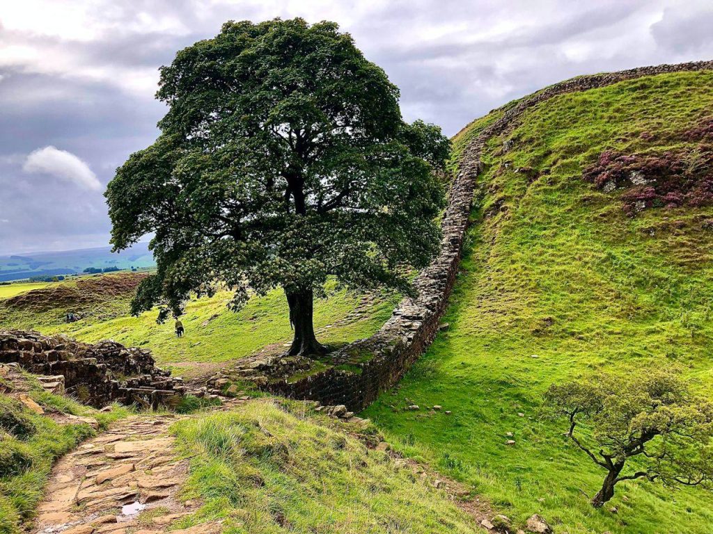 Известное «Дерево Робина Гуда» срубил 16-летний подросток в Великобритании