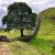 Известное «Дерево Робина Гуда» срубил 16-летний подросток в Великобритании