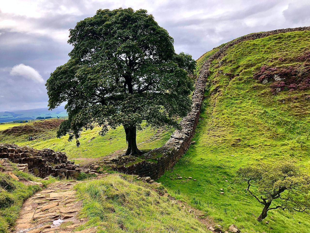 Відоме «Дерево Робіна Гуда» зрубав 16-річний підліток у Великій Британії