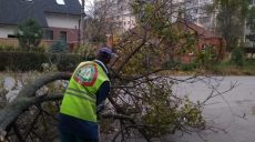 Двоє осіб травмовані та ушпиталені в Харкові через падіння дерева і гілки