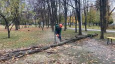 101 дерево и 94 большие ветки повалил ветер в Харькове