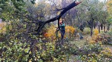 Ветер в Харькове: спасатели 29 раз выезжали на помощь, ранены 3 человека