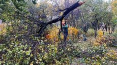 Вітер у Харкові: рятувальники 29 разів виїжджали на допомогу, поранено 3 людей
