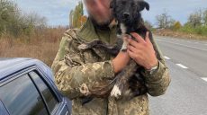 «Не можемо пройти повз». Воїн врятував собаку й передав харківським волонтерам