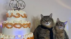 Пів року шлюбного життя відсвяткував найвідоміший блогер Харкова кіт Степан