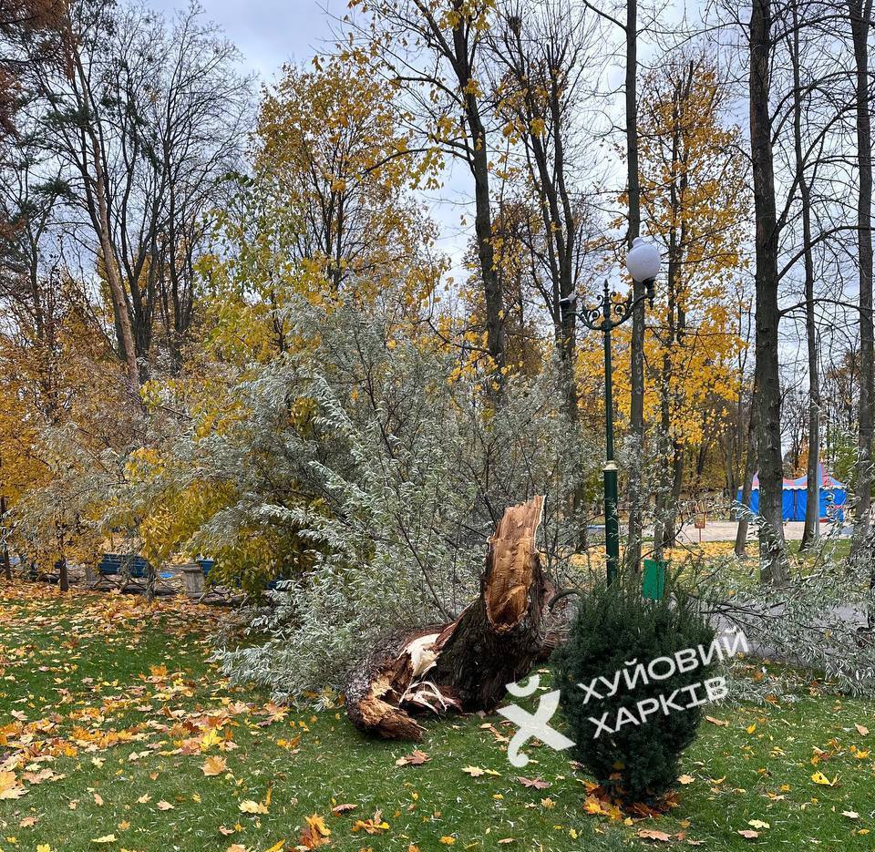 Шесть деревьев и две большие ветки упали в Харькове сегодня из-за урагана