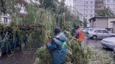 У Харкові вітер валив гілки та дерева: міськрада показала наслідки (фото)