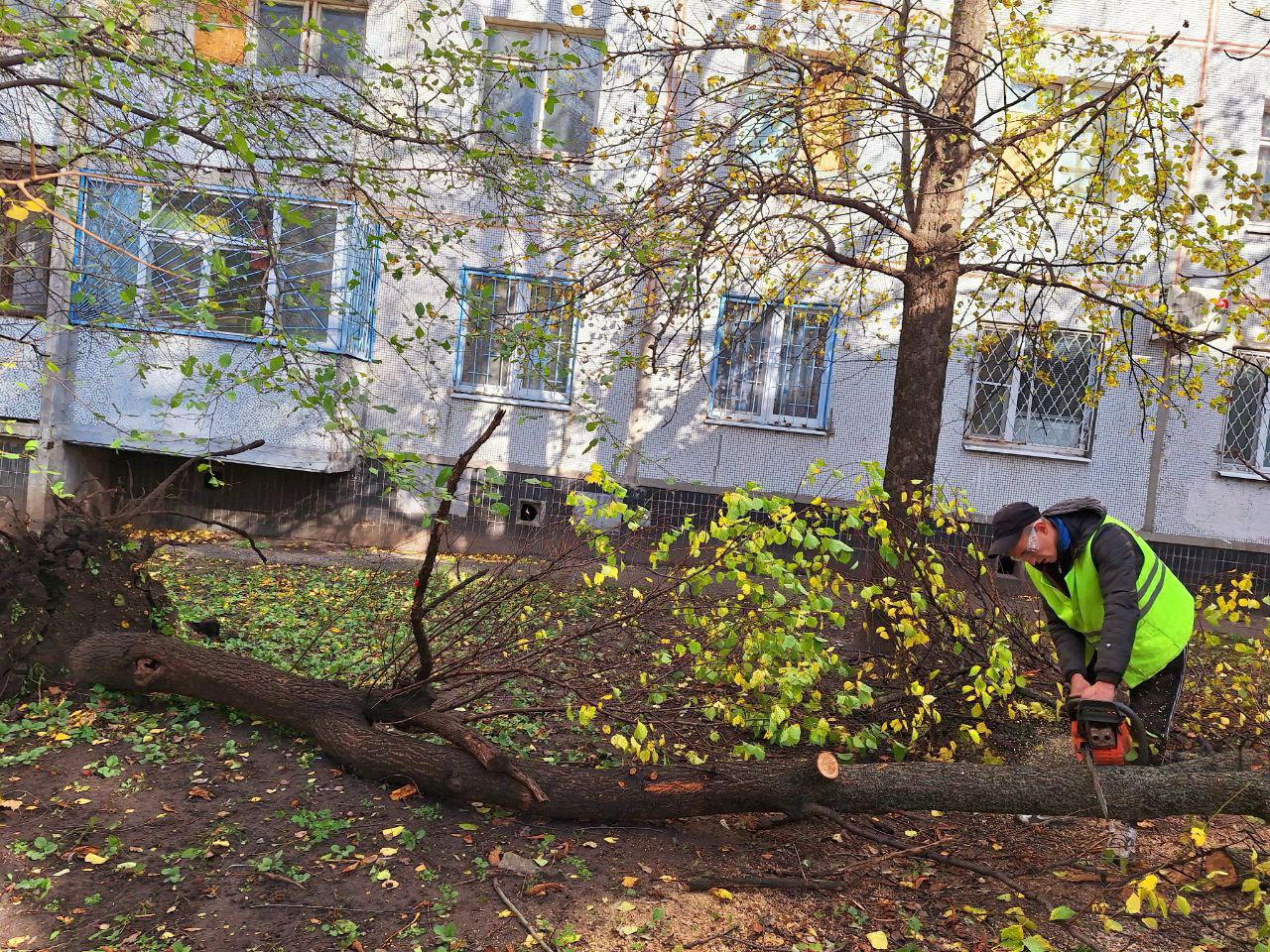 Упало дерево из-за урагана в Харькове 3