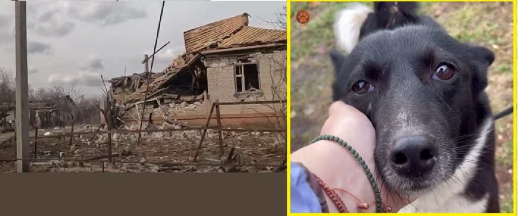 Собака на Харьковщине чудом выжила во время прямого попадания в дом (видео)