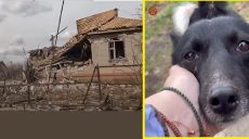 Собака на Харківщині дивом вижила під час прямого влучання в будинок (відео)