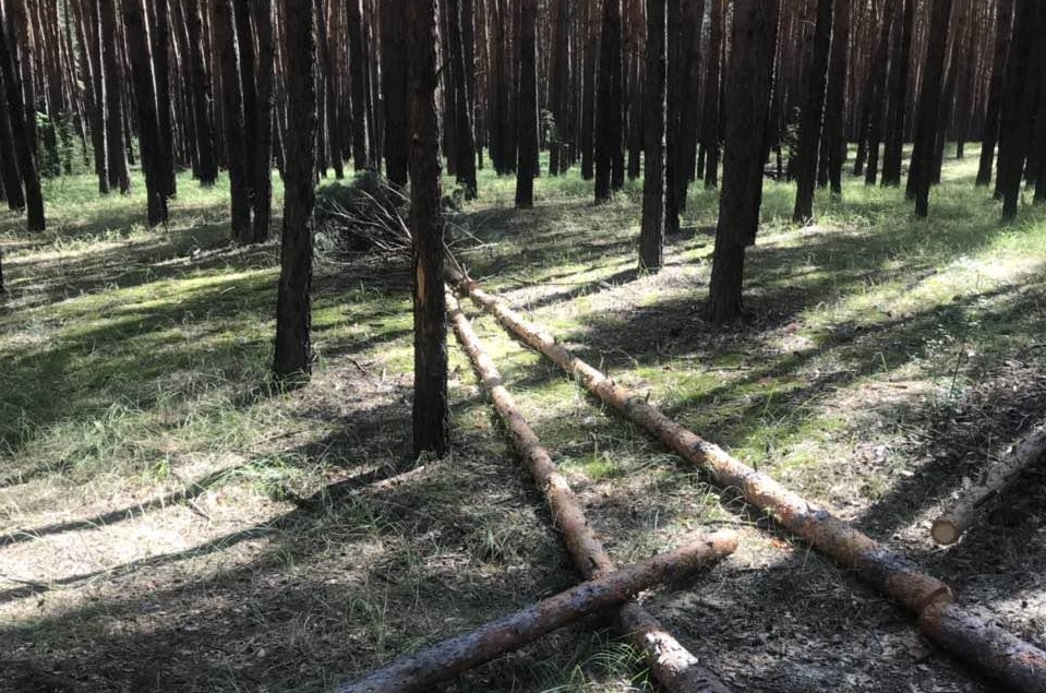 Сосни падали із жахливим тріском скрізь – блогерка про стихію на Харківщині