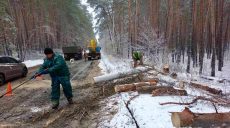 Ветер в Харькове повалил три дерева, есть случаи обрыва проводов (фото)