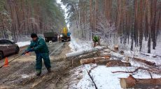 Вітер у Харкові повалив три дерева, є випадки обриву дротів (фото)