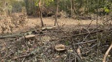 У лісі на Куп’янщині незаконно зрубали 100 дерев – екоінспекція (фото)