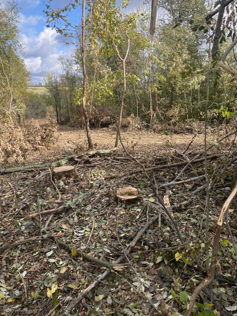 У лісі на Куп’янщині незаконно зрубали 100 дерев – екоінспекція (фото)