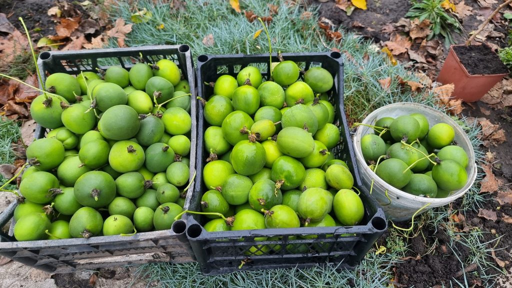 Урожай тропических фруктов собрали в Харькове (фото)
