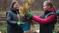 На Харківщині посеред війни висадили 3,8 млн дерев (фото)