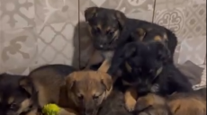 У Харкові два дні витягали 7 цуценят з собакою з-під бетонних плит (відео)