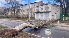 Сильный ветер повредил 27 крыш и повалил 13 деревьев в Харькове