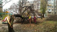 Последствия ветра в Харькове: повалены деревья и повреждены крыши (обновлено)