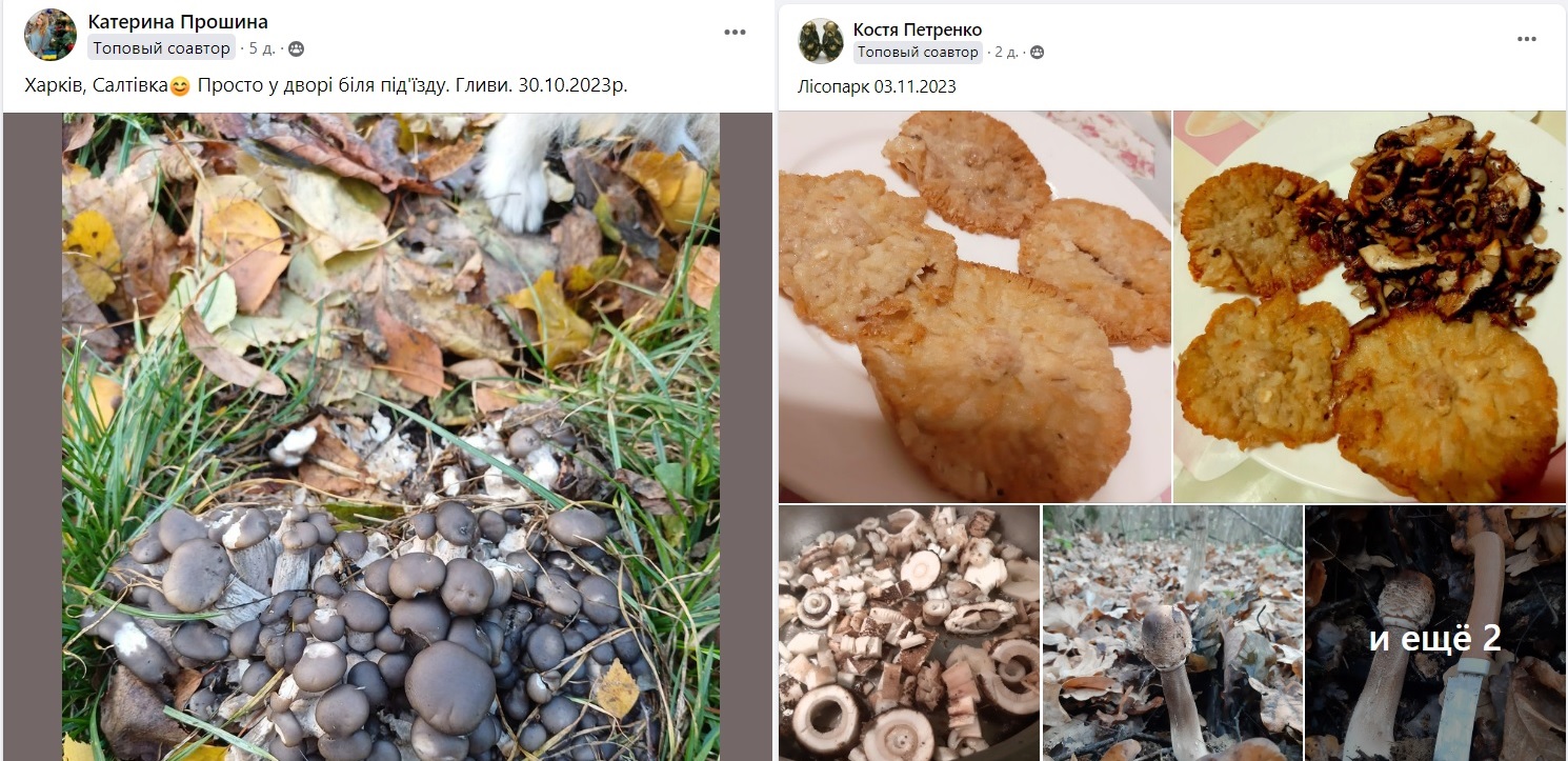 Вийшли на “тихе полювання”: гриби збирають навіть у Харкові (фото)