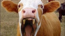 Другий випадок за рік – сказ у корови виявили на Харківщині