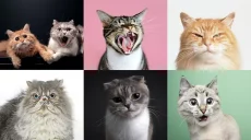 У котів близько 300 виразів морди, які вони демонструють людям