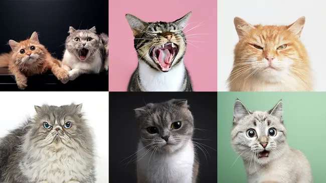 У котов около 300 выражений морды, которые они демонстрируют людям