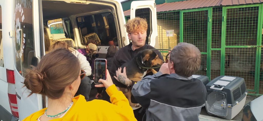 13 собак із Харкова поїхали до нових власників до Німеччини