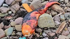 Странное оранжевое существо выбросила вода на берег озера в Великобритании