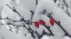 Сніг, дощ і сильний вітер. Прогноз погоди на Харківщині на 24 листопада