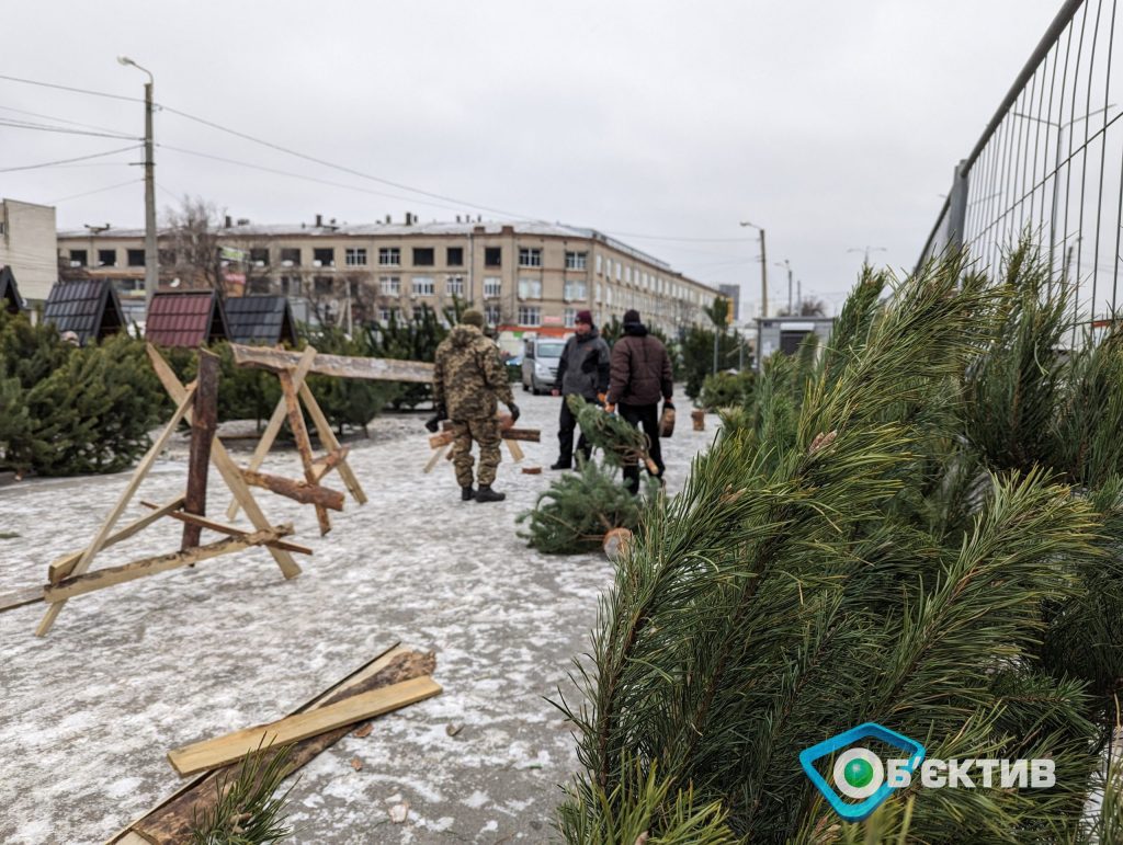 Як вибрати ялинку і доглядати за нею, щоб стояла довго і не обсипалася