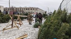 Як вибрати ялинку і доглядати за нею, щоб стояла довго і не обсипалася