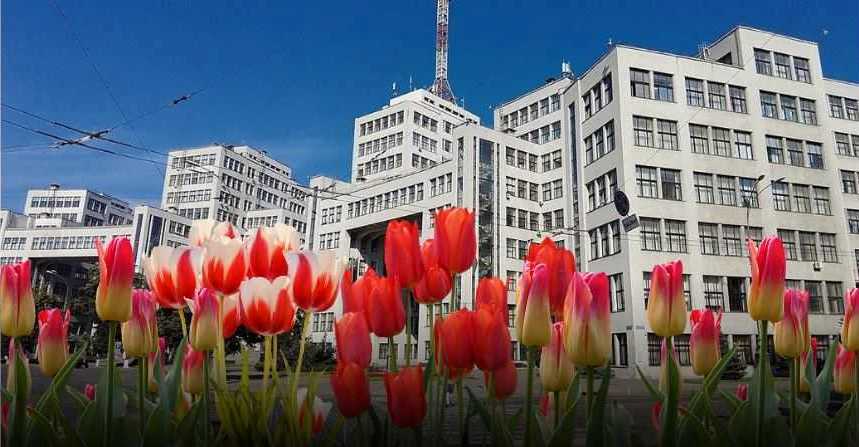 Тюльпани за 280 тисяч гривень висадять у центрі Харкова до Нового року
