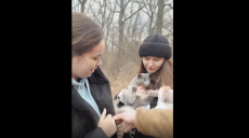 Ракетный удар по Харькову загнал котенка на дерево: как его спасали (видео)