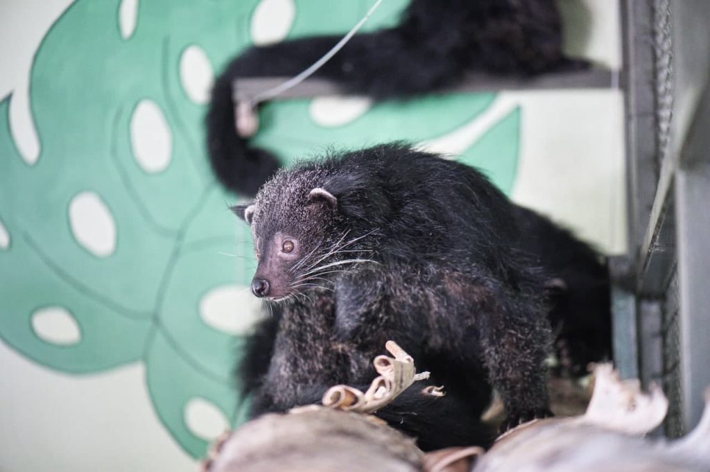 В харьковском экопарке показали, как котомедведи лакомятся фруктами (видео)