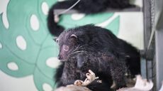 В харьковском экопарке показали, как котомедведи лакомятся фруктами (видео)